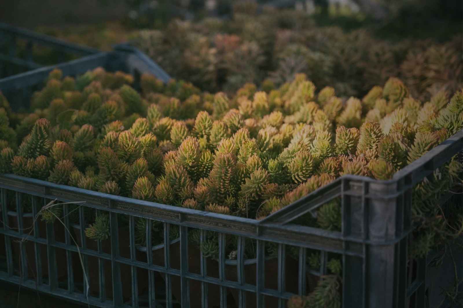 Open Agora: Περιβάλλον στο ΚΠΙΣΝ – Green Weekend 2026